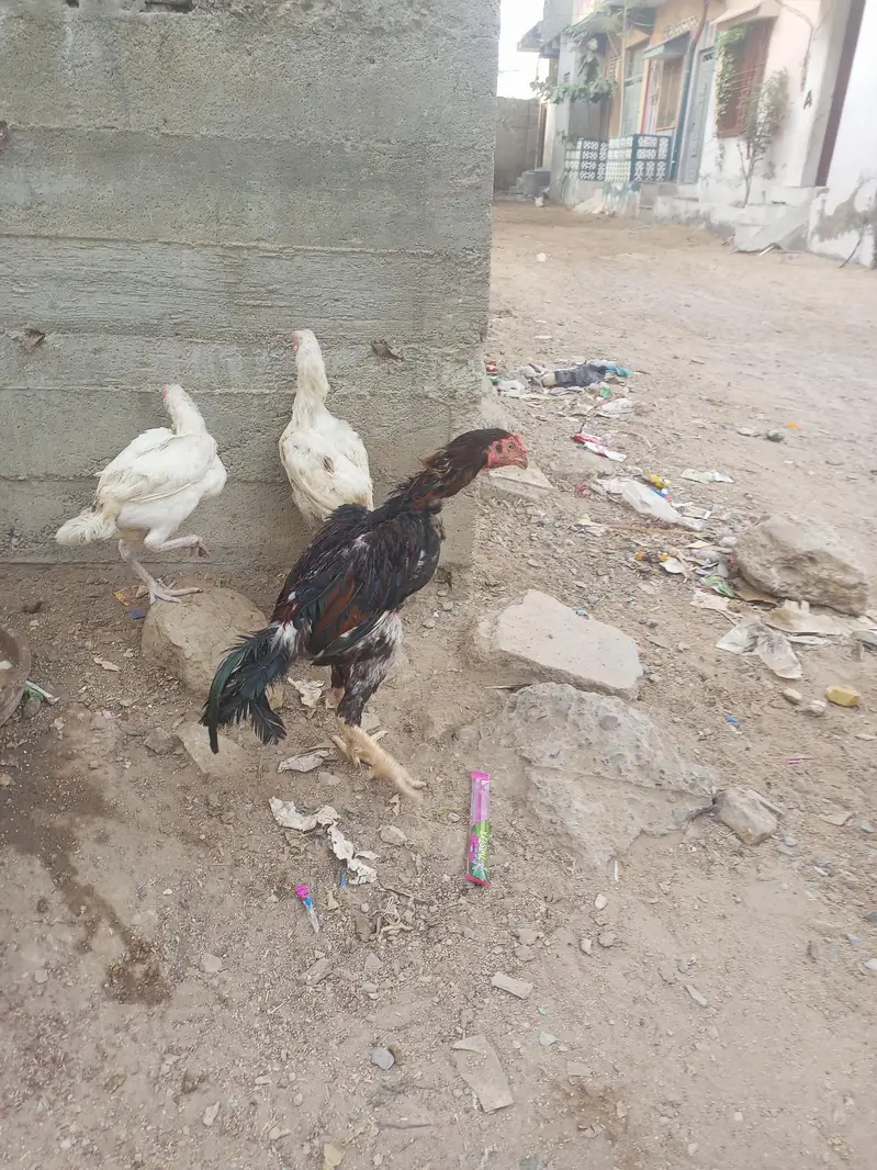 jis ko smj mai ay rabta kry — photo 7