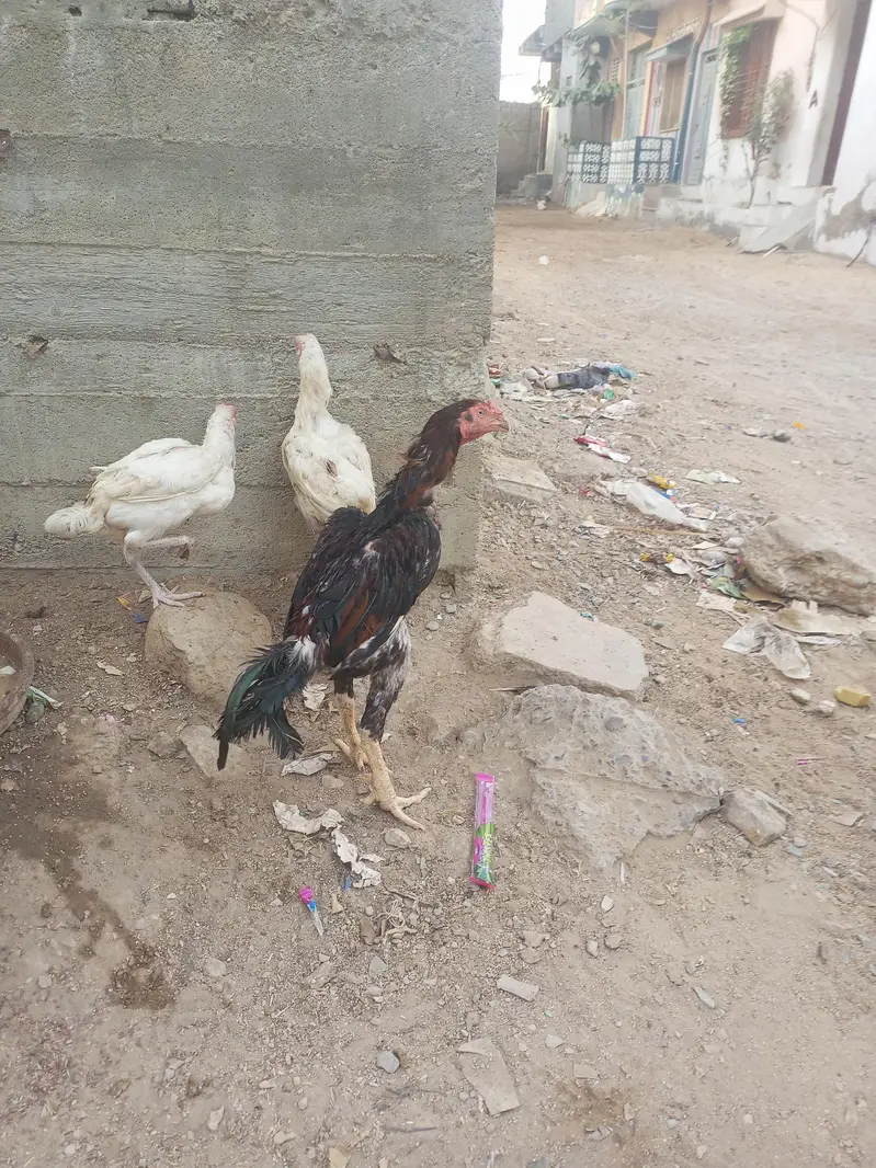 jis ko smj mai ay rabta kry — photo 8