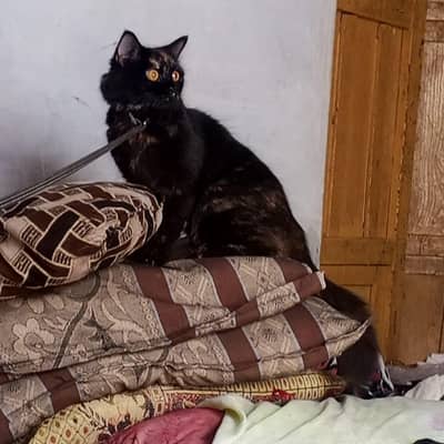 Persian cat  female age 6 to 8 months