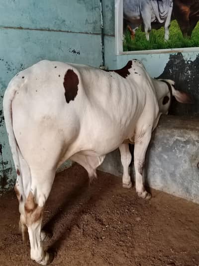 2  BACHRA Available FOR SALE LOCATION KARACHI