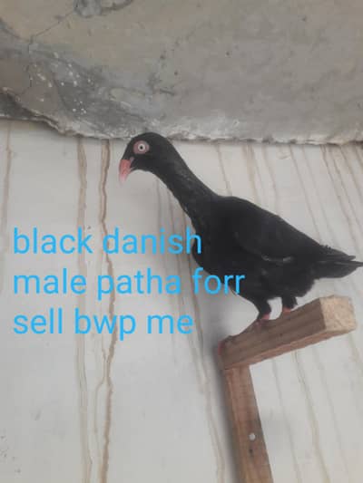 danish patha forr sell