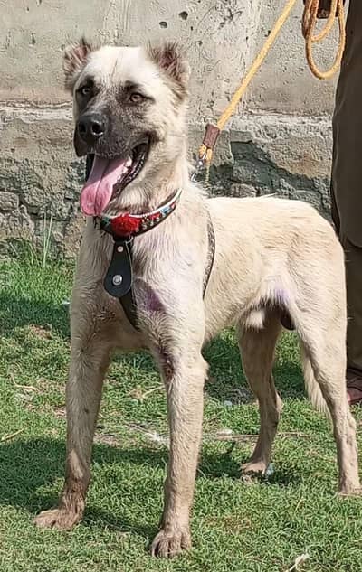 Afghan Kuchi Dog's for sale available