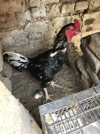 Aseel chiks for sell 10 chiks ha pure aseel ha