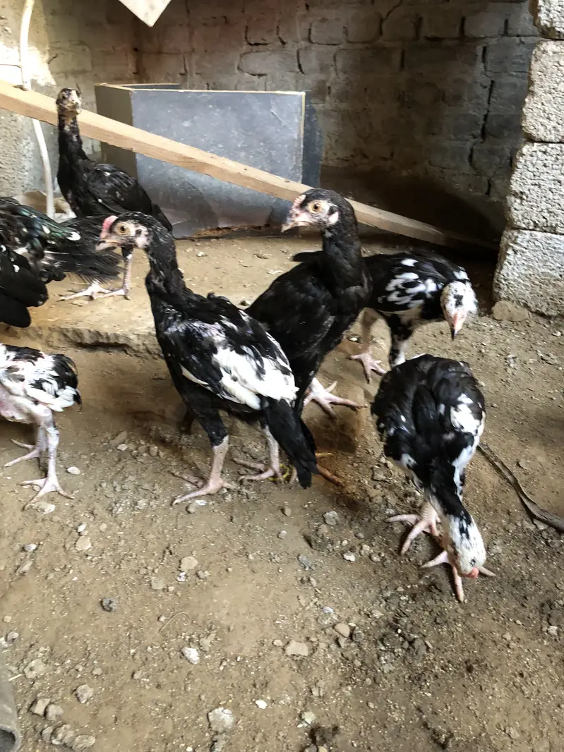 Aseel chiks for sell 10 chiks ha pure aseel ha — photo 2