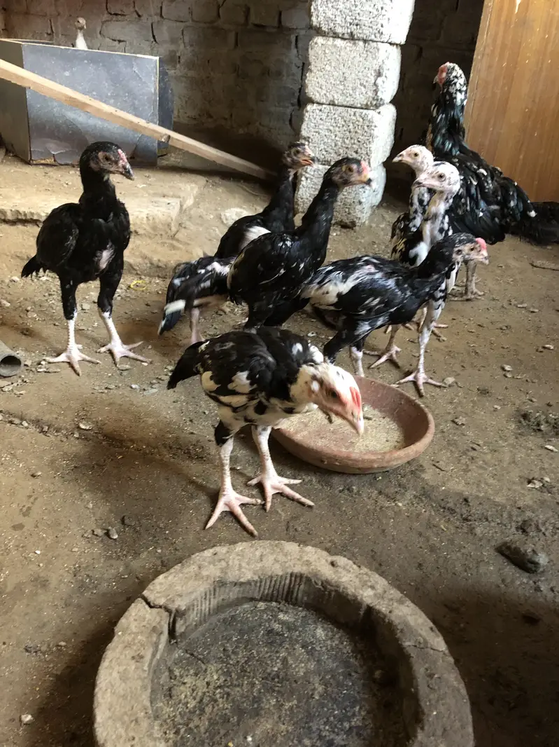 Aseel chiks for sell 10 chiks ha pure aseel ha — photo 3