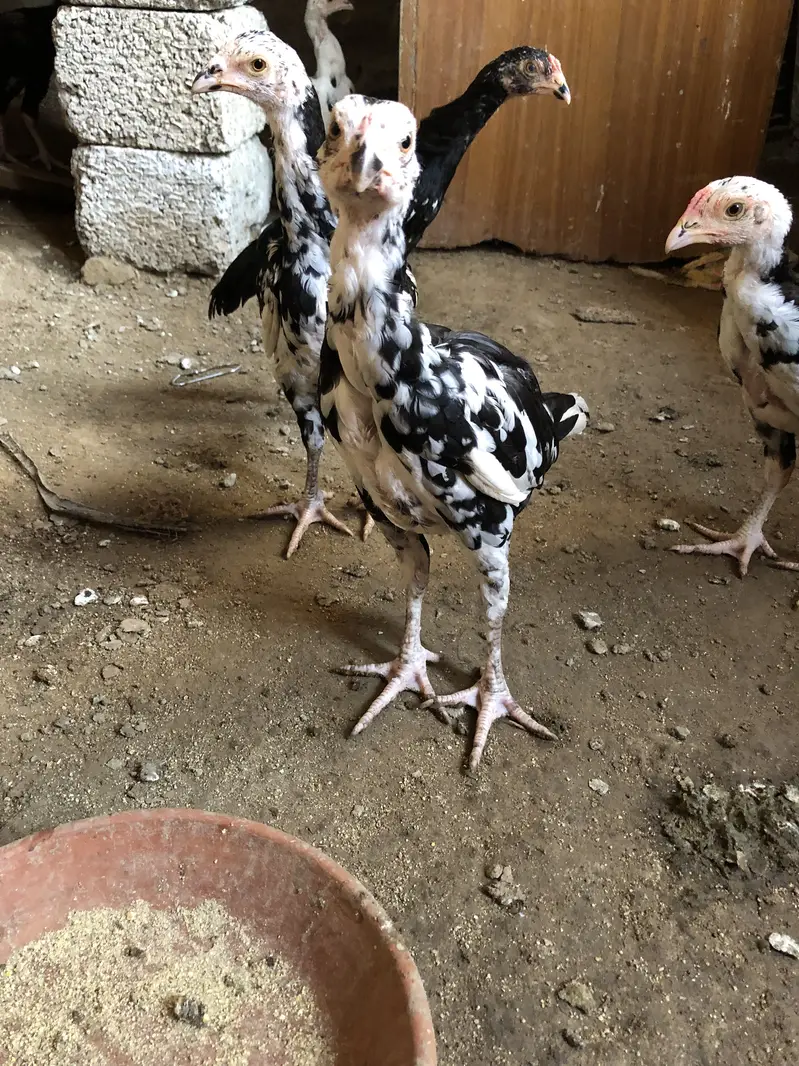 Aseel chiks for sell 10 chiks ha pure aseel ha — photo 4