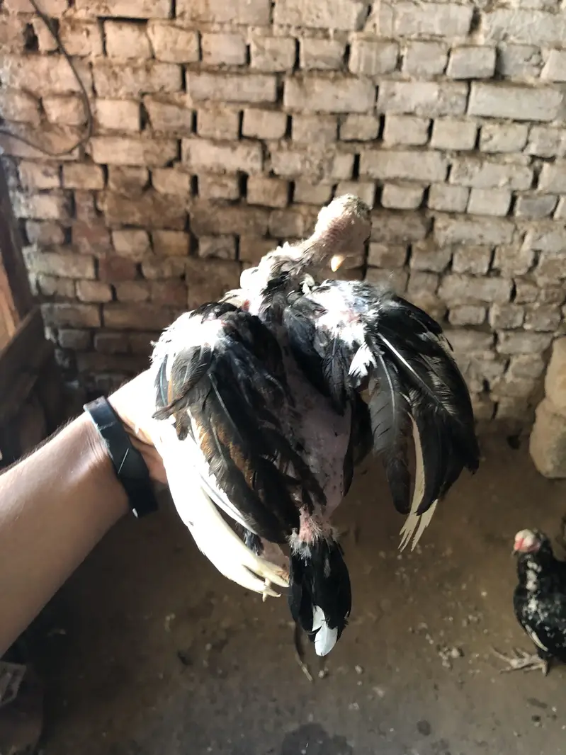 Aseel chiks for sell 10 chiks ha pure aseel ha — photo 5
