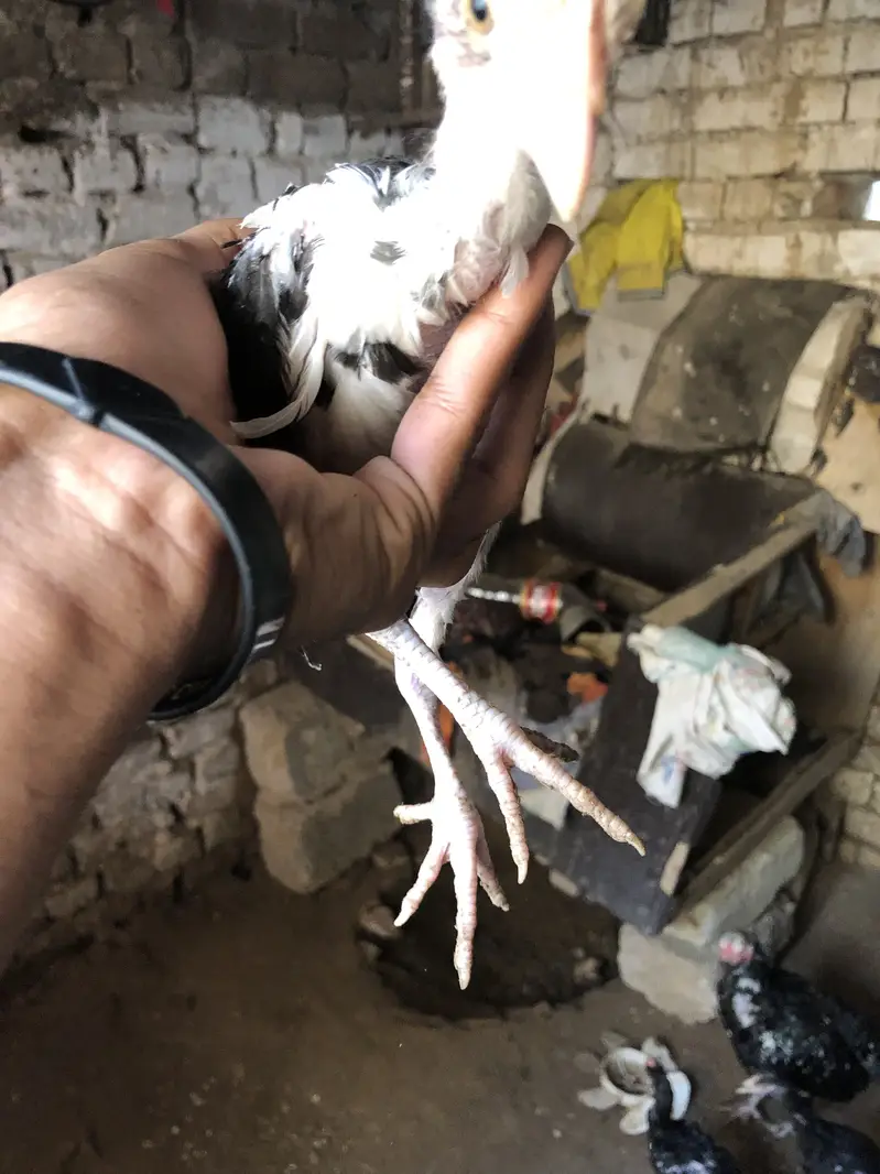 Aseel chiks for sell 10 chiks ha pure aseel ha — photo 6