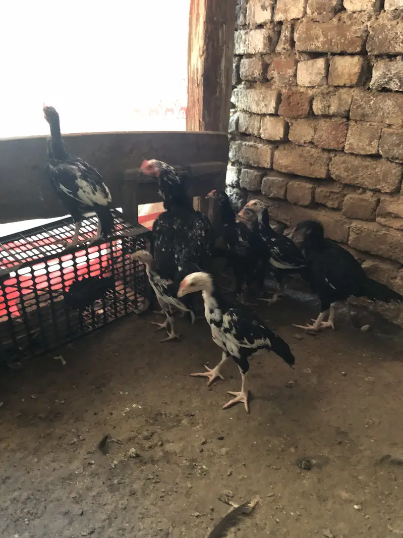 Aseel chiks for sell 10 chiks ha pure aseel ha — photo 7