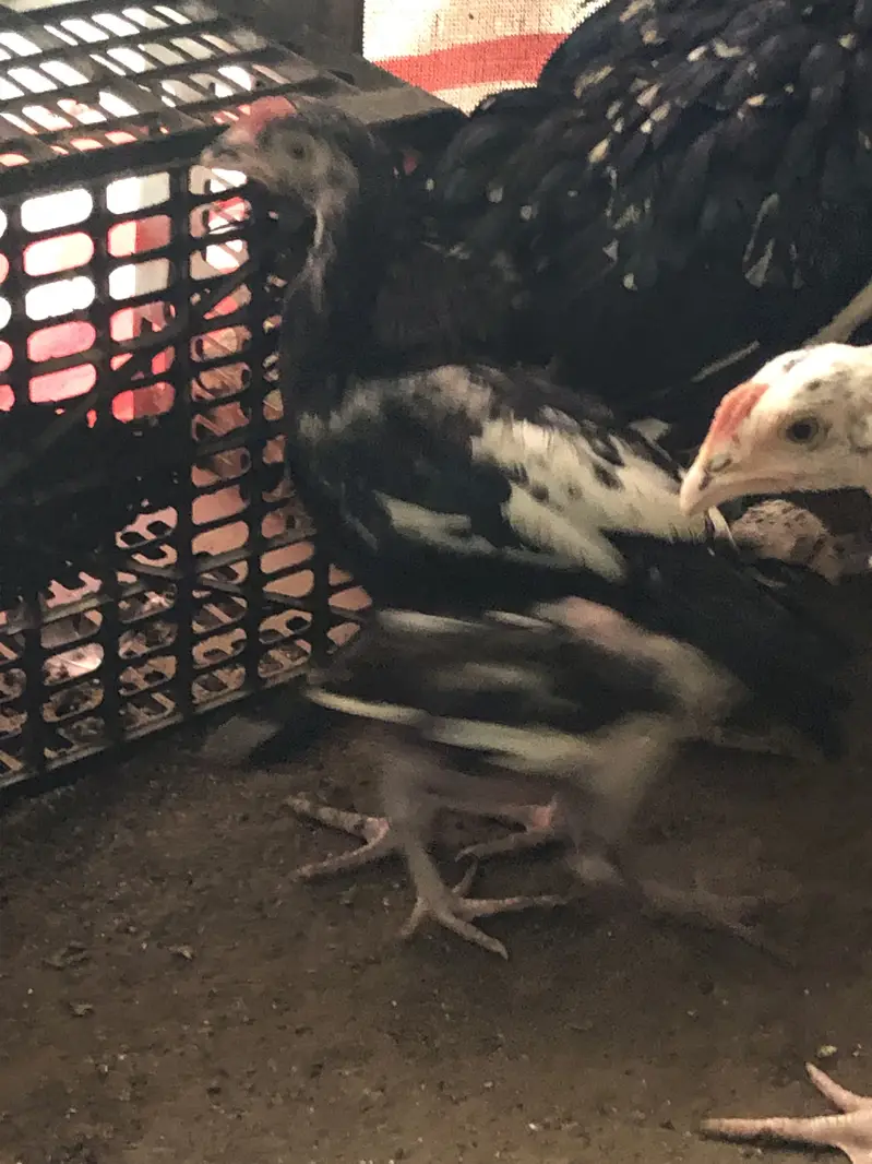 Aseel chiks for sell 10 chiks ha pure aseel ha — photo 8