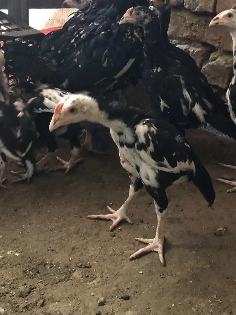 Aseel chiks for sell 10 chiks ha pure aseel ha — photo 9