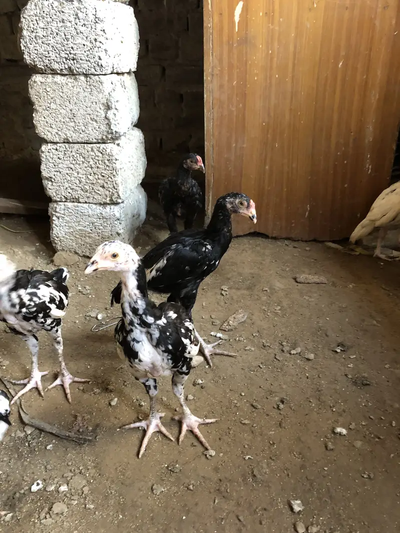 Aseel chiks for sell 10 chiks ha pure aseel ha — photo 10