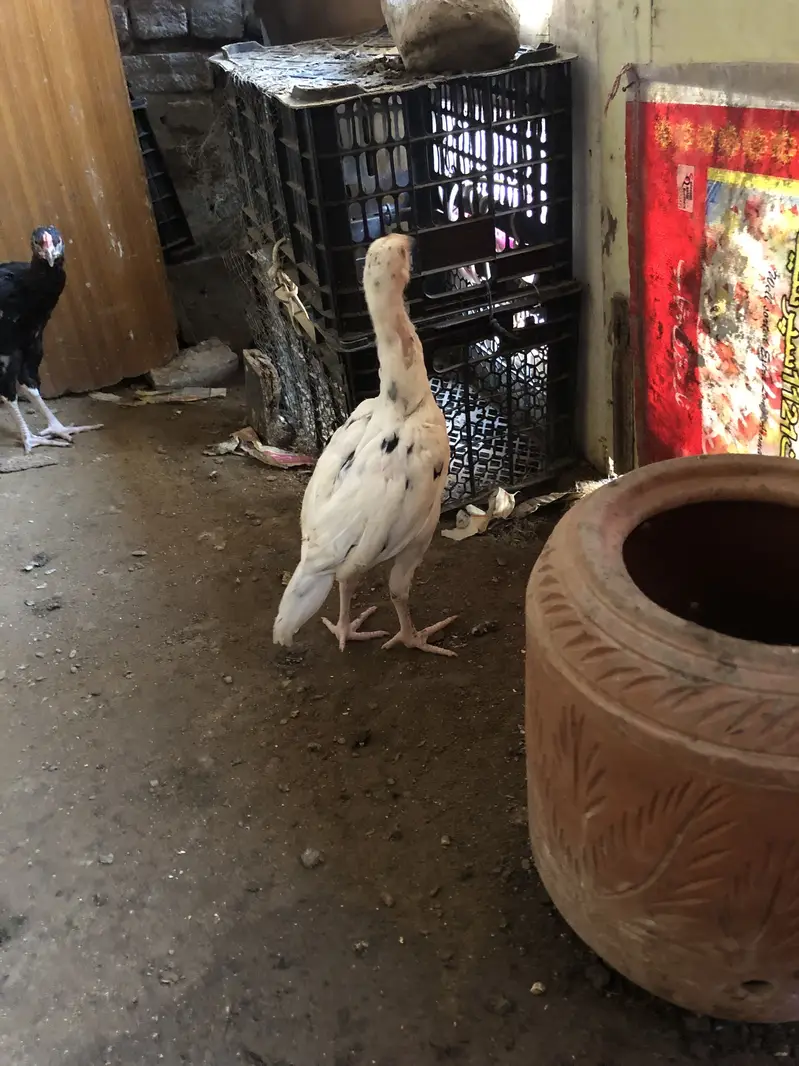 Aseel chiks for sell 10 chiks ha pure aseel ha — photo 11