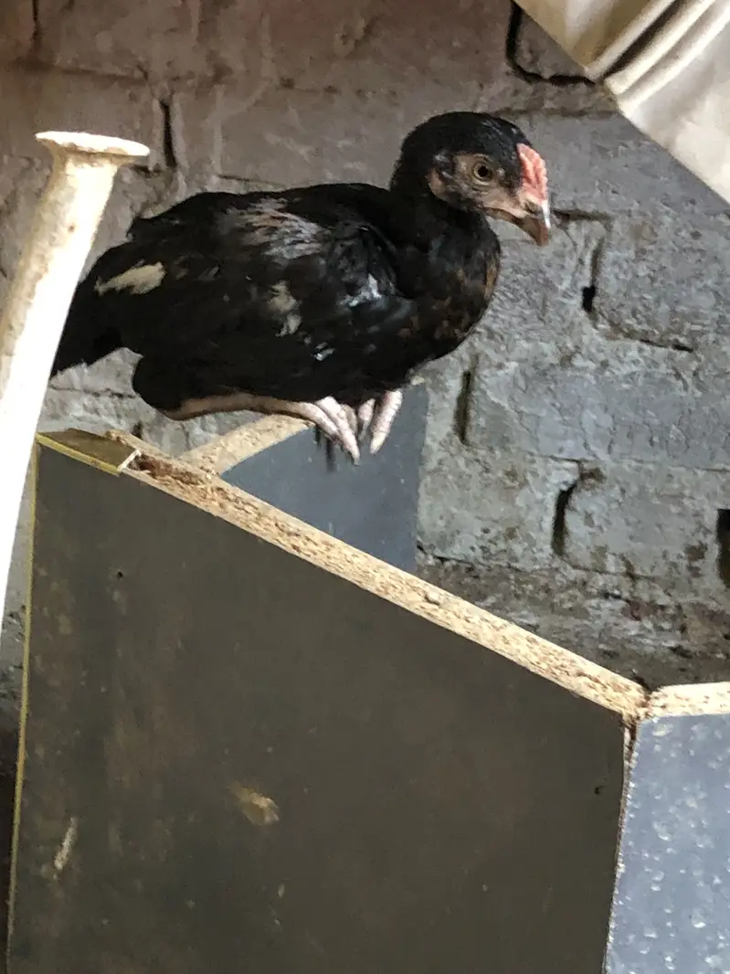 Aseel chiks for sell 10 chiks ha pure aseel ha — photo 12