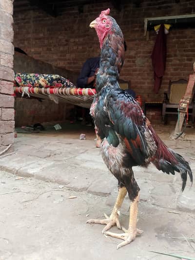 aseel birds