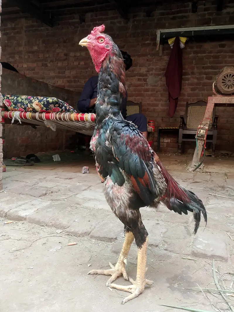 aseel birds — photo 2