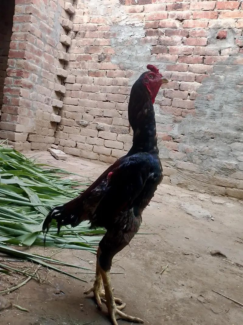 aseel birds — photo 3