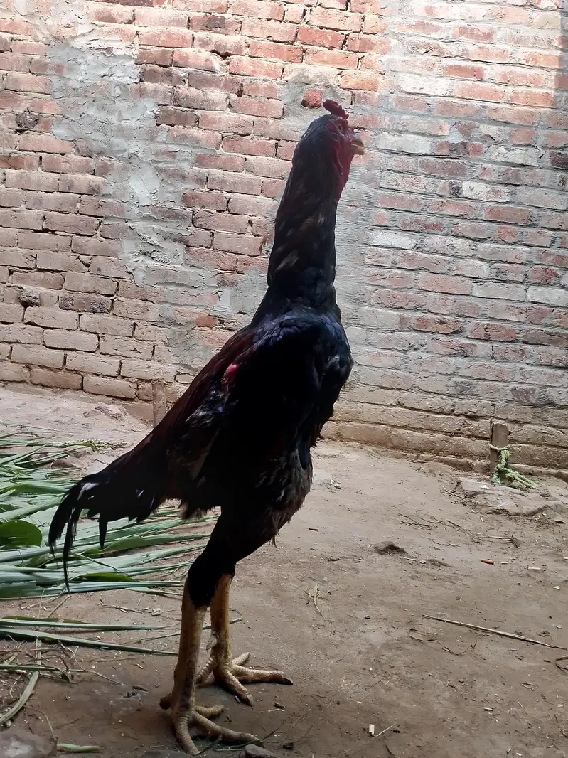 aseel birds — photo 4