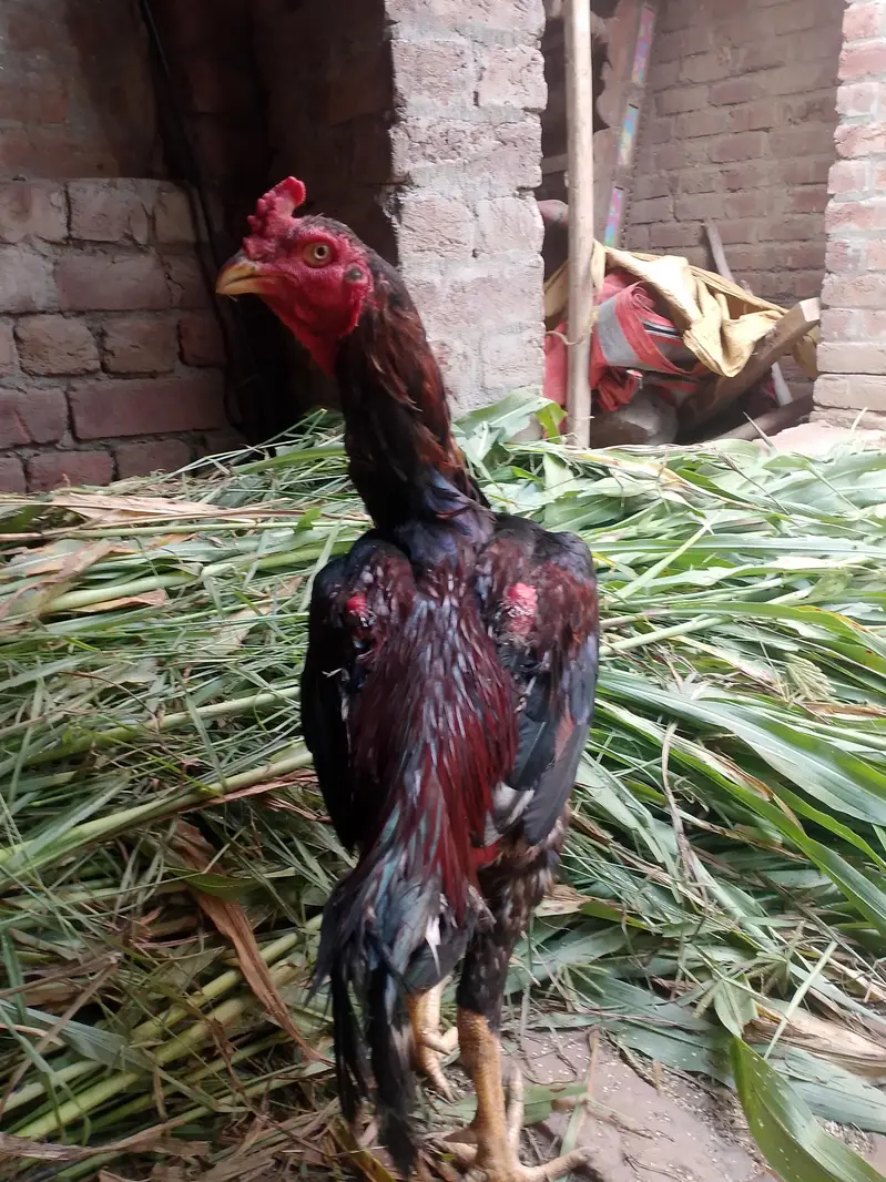 aseel birds — photo 5