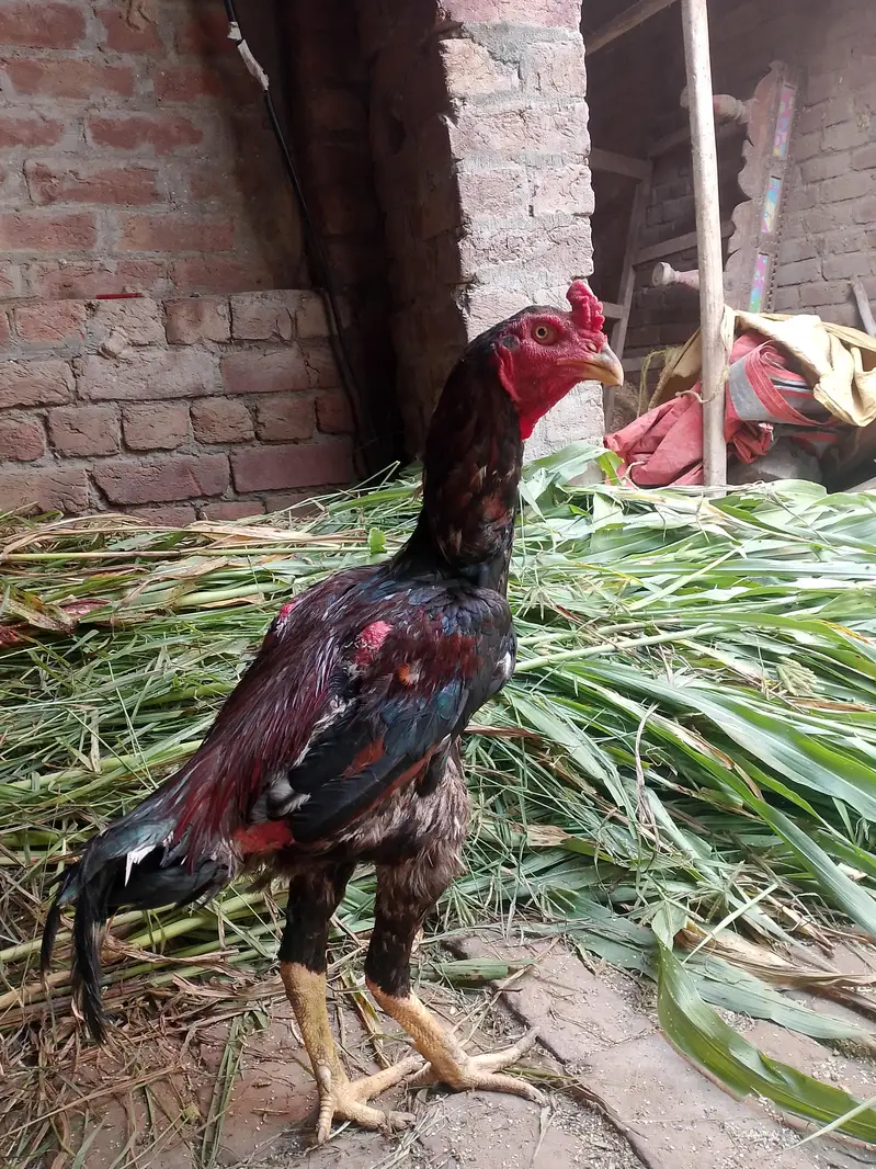 aseel birds — photo 6