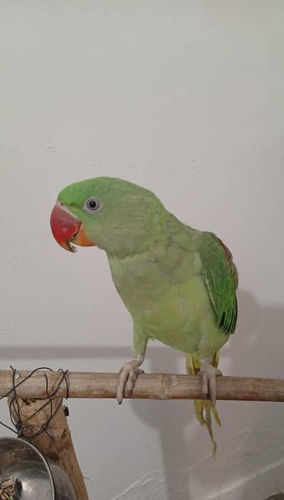 Raw active male for sell.