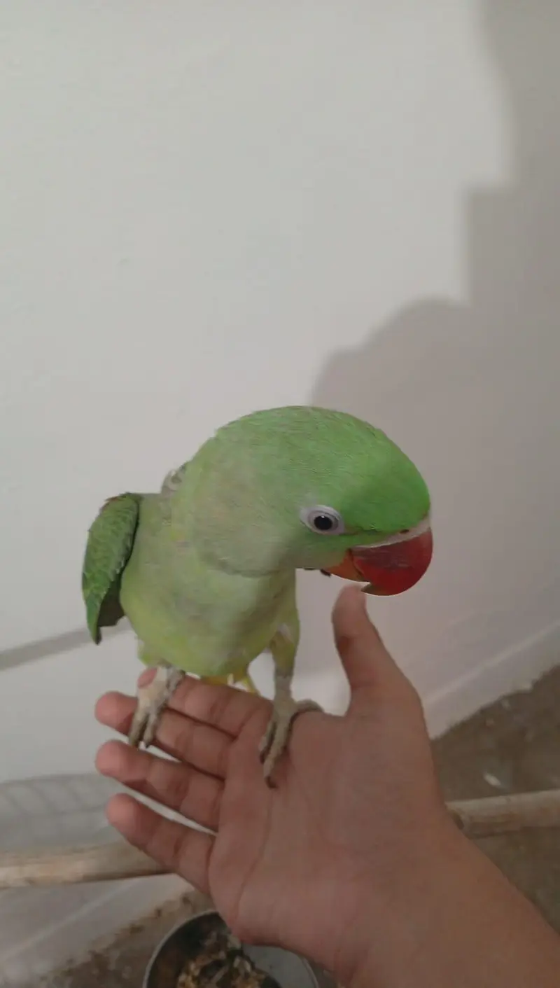 Raw active male for sell. — photo 2