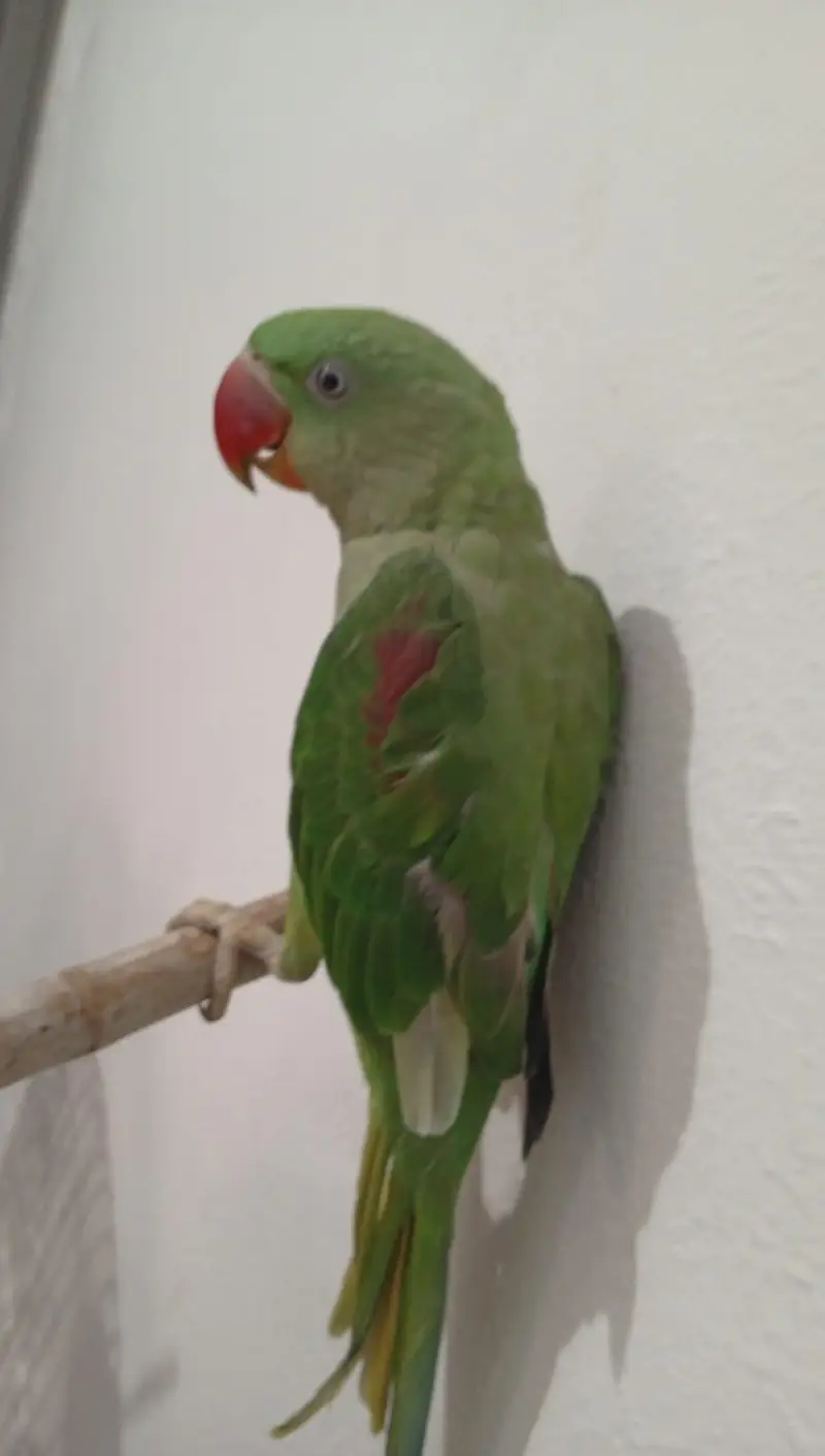 Raw active male for sell. — photo 4