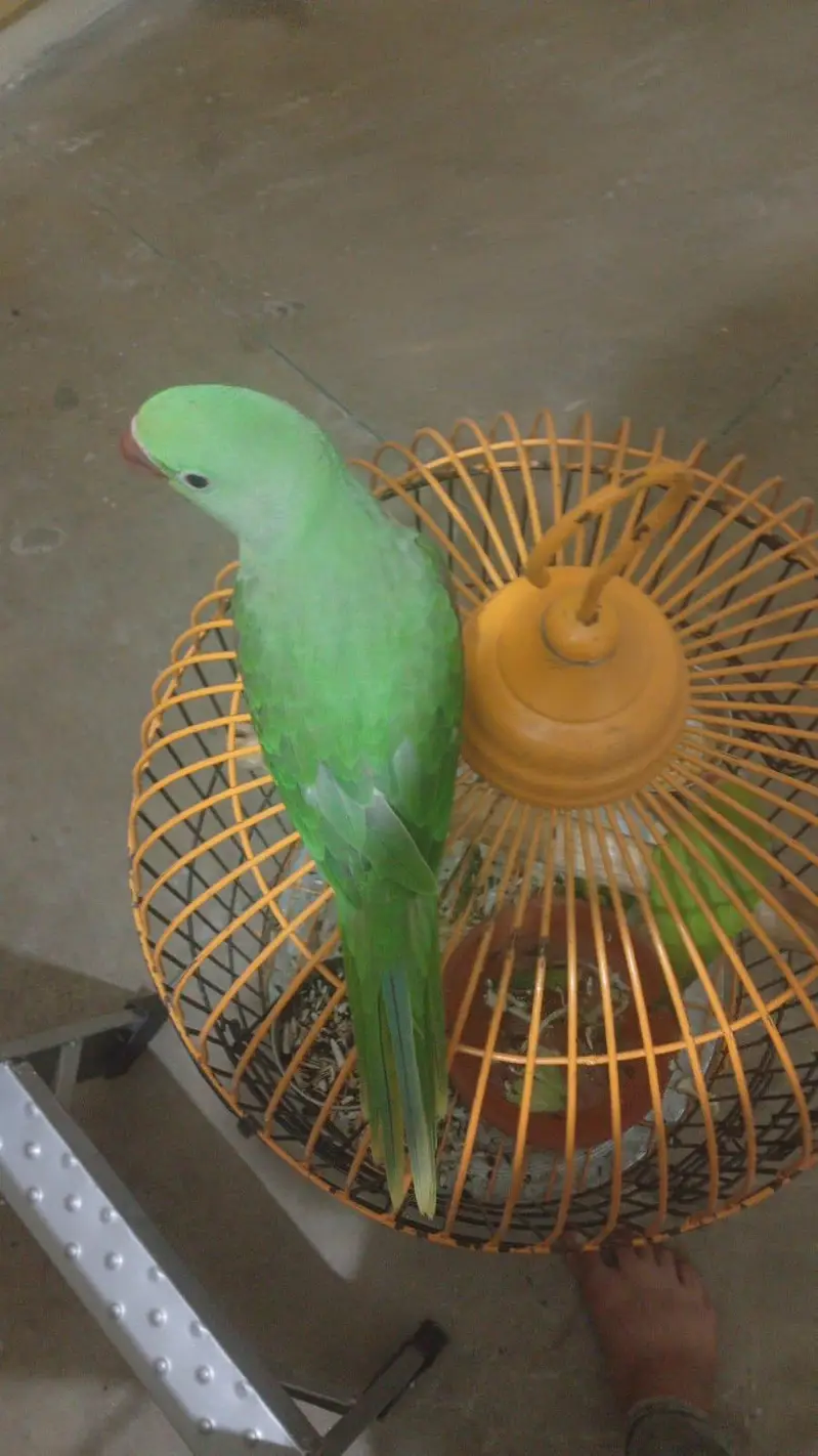 Raw active male for sell. — photo 9