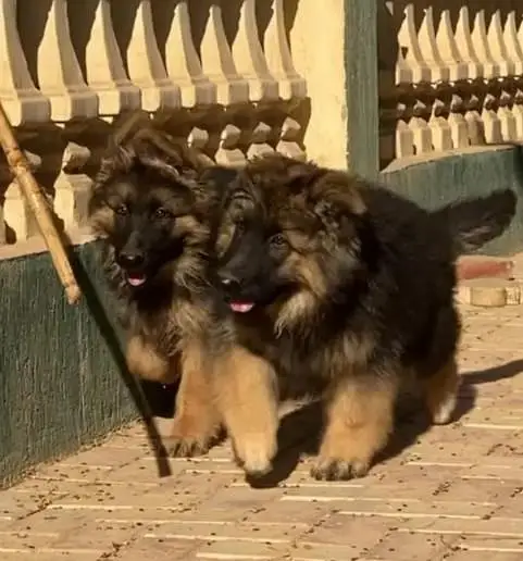 German Shepherd Puppies – Heavy Bone & Long Coat | Male & Female — photo 2