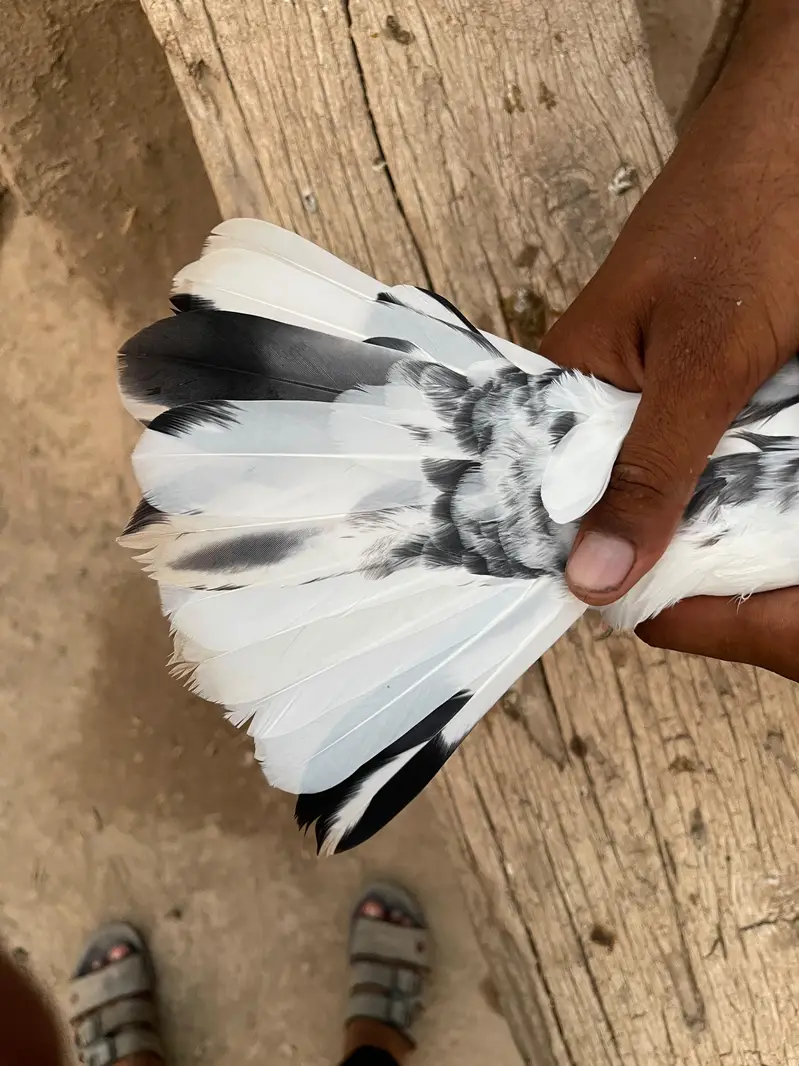 Aseel Asmani — photo 9