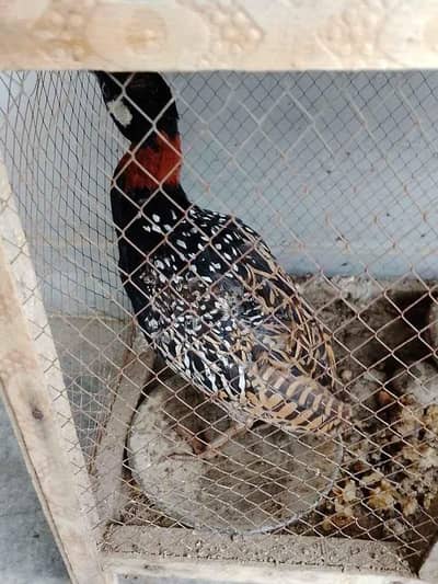Teetar High Quality for sale