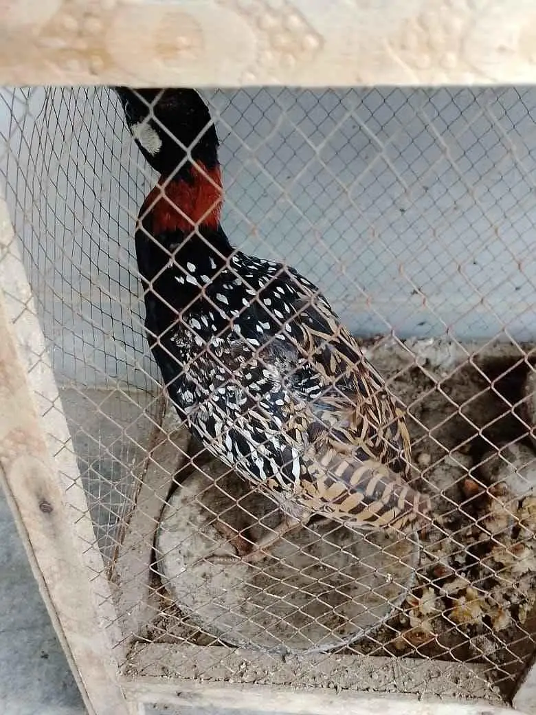 Teetar High Quality for sale
