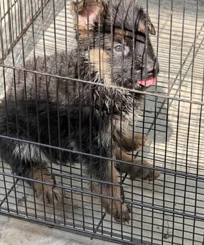 German shepherd female puppies 03019496145