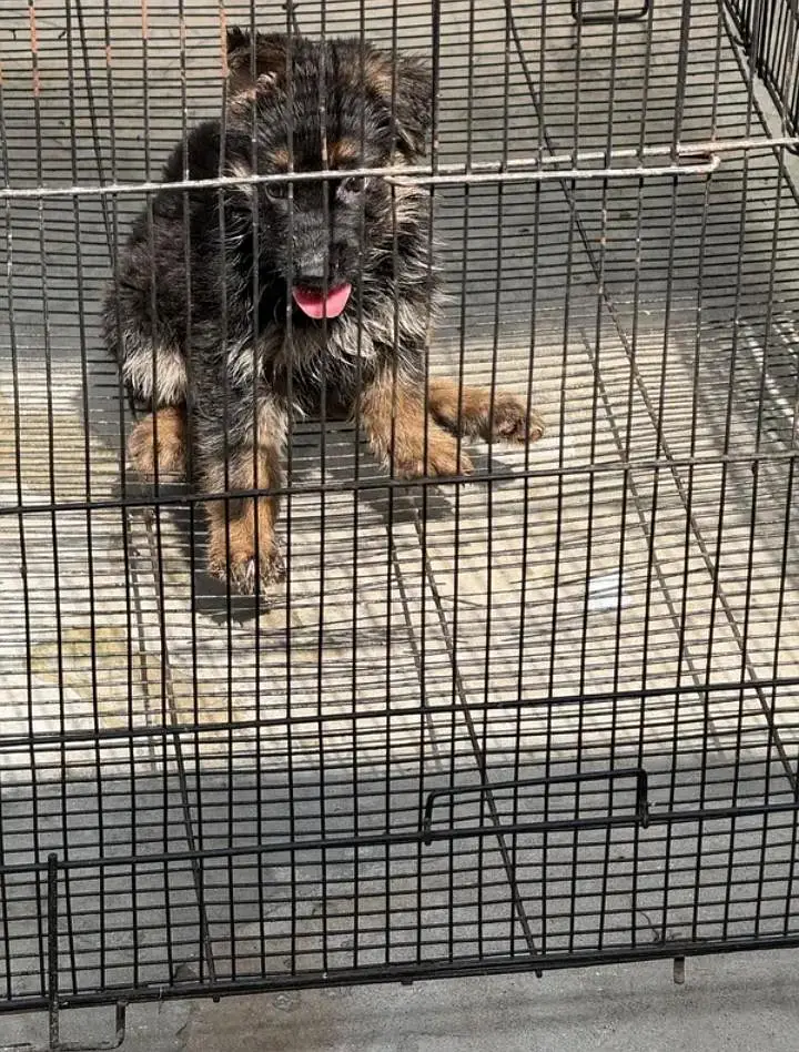 German shepherd female puppies 03019496145 — photo 2