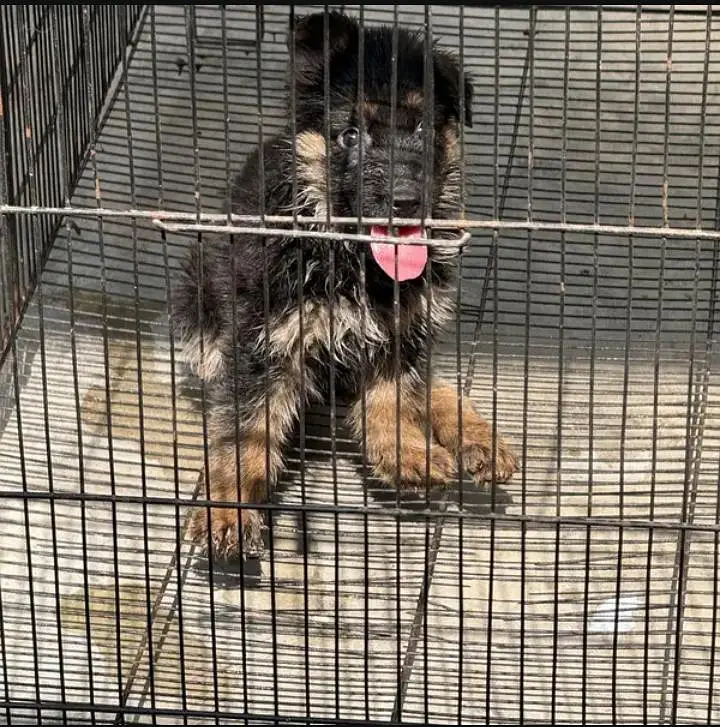 German shepherd female puppies 03019496145 — photo 3