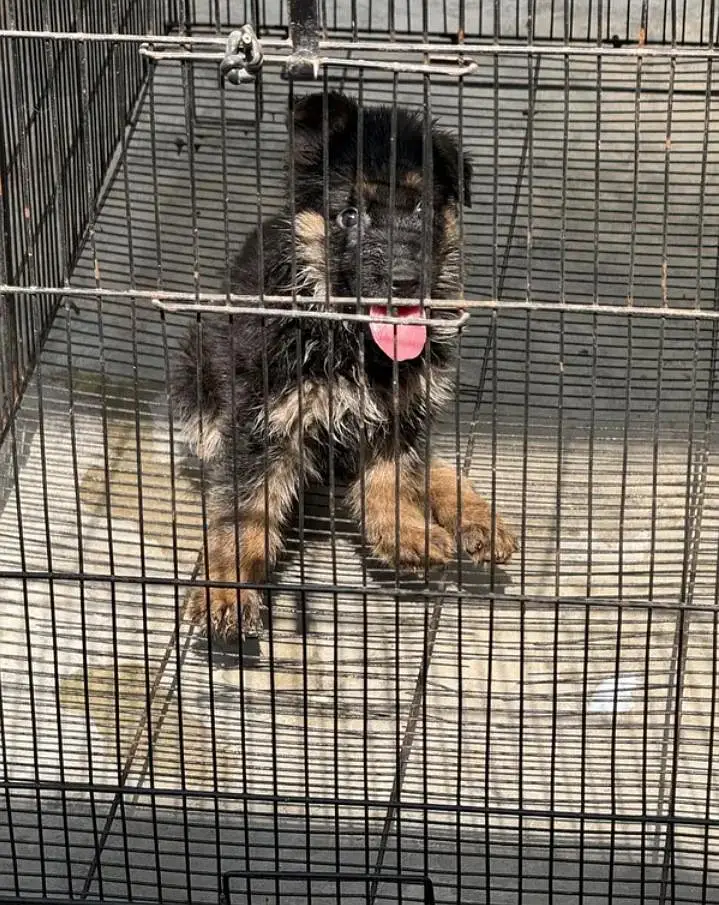 German shepherd female puppies 03019496145 — photo 5