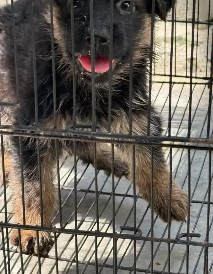 German shepherd female puppies 03019496145 — photo 6