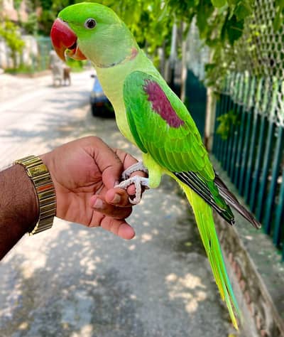 raw male jumbo size hand tame parrot