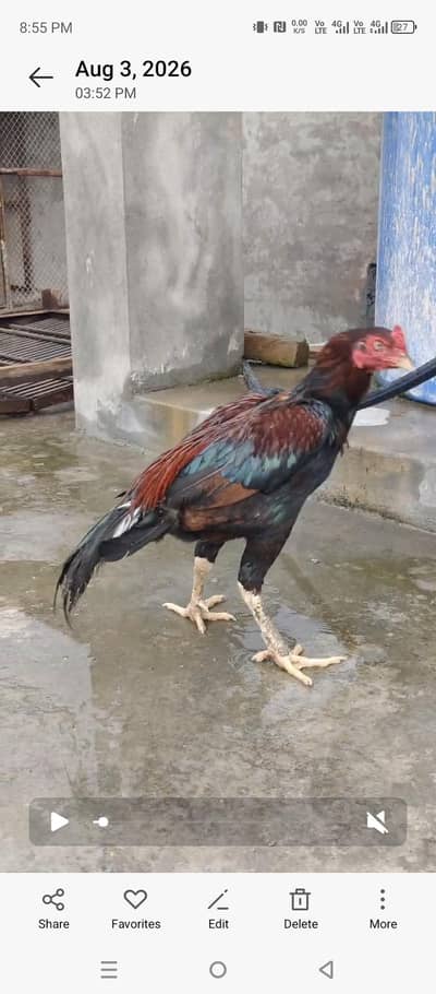 mianwali aseel for sale