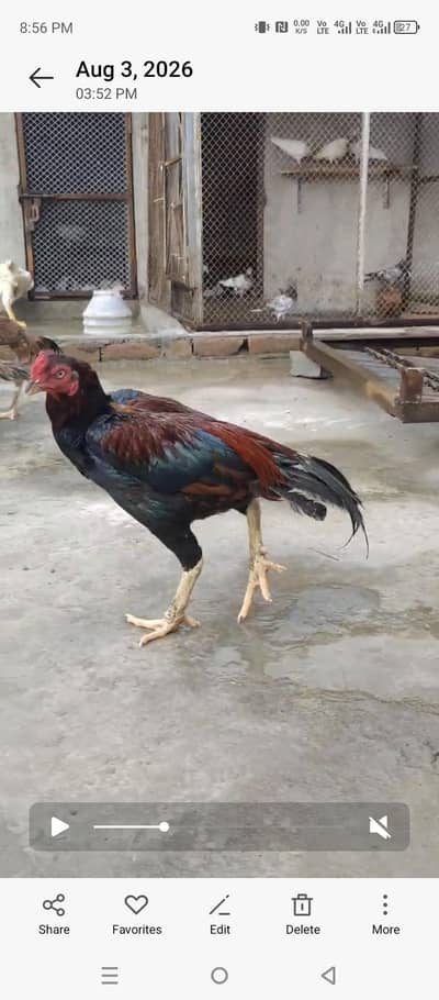mianwali aseel for sale