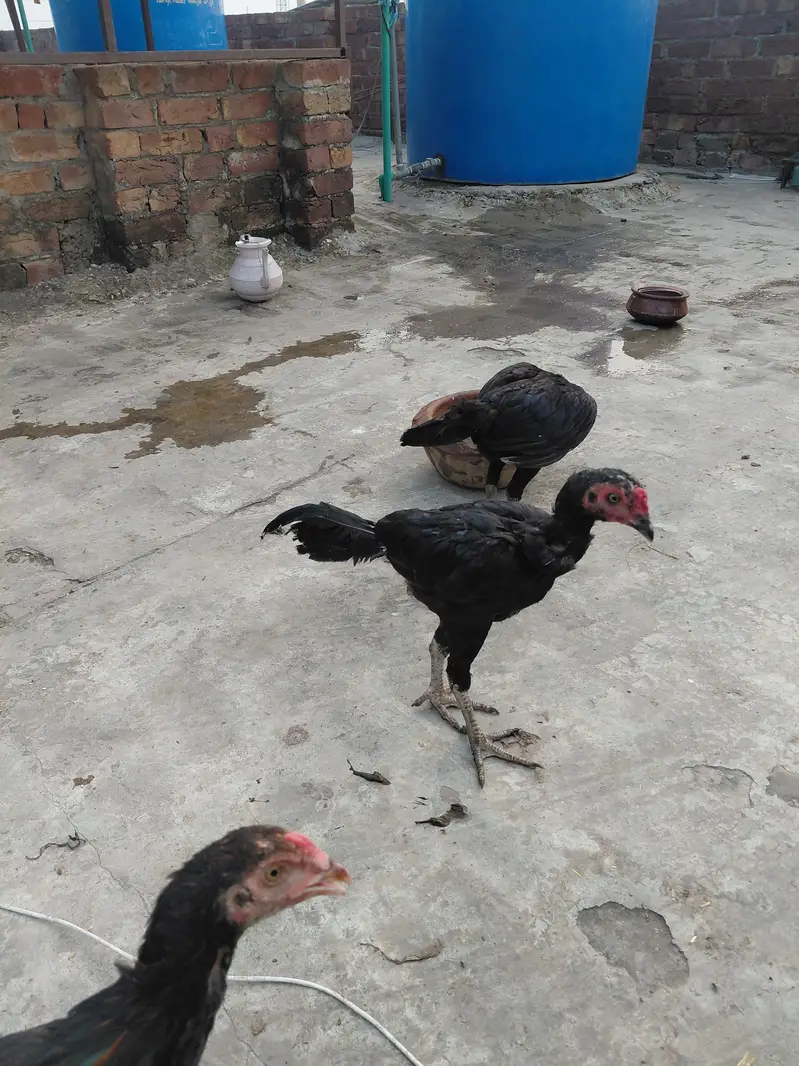 Aseel Mianwali — photo 5