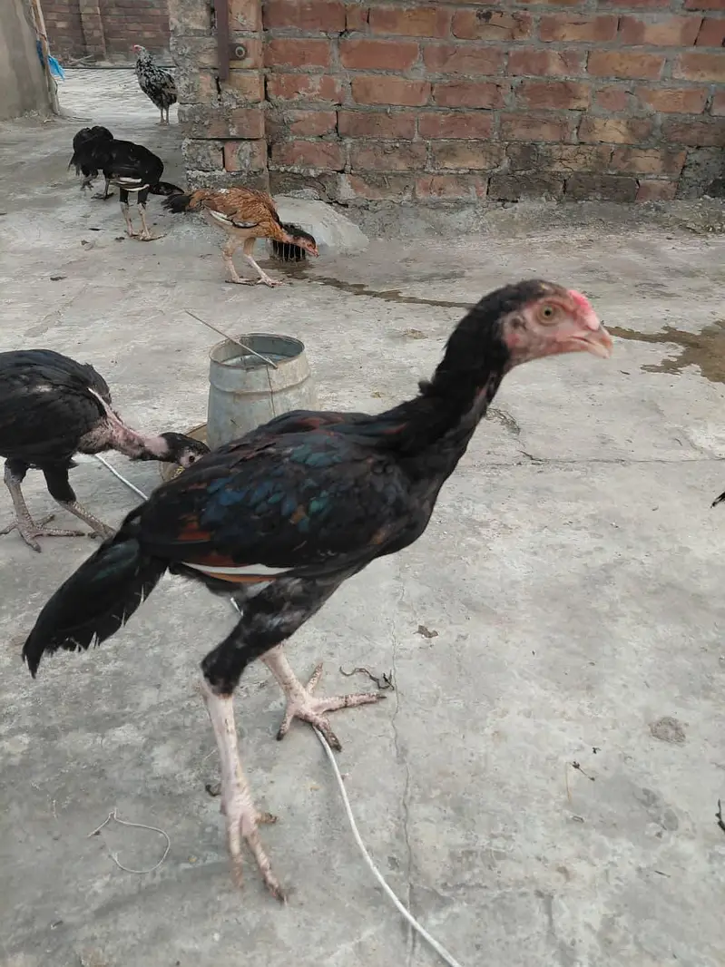 Aseel Mianwali — photo 6