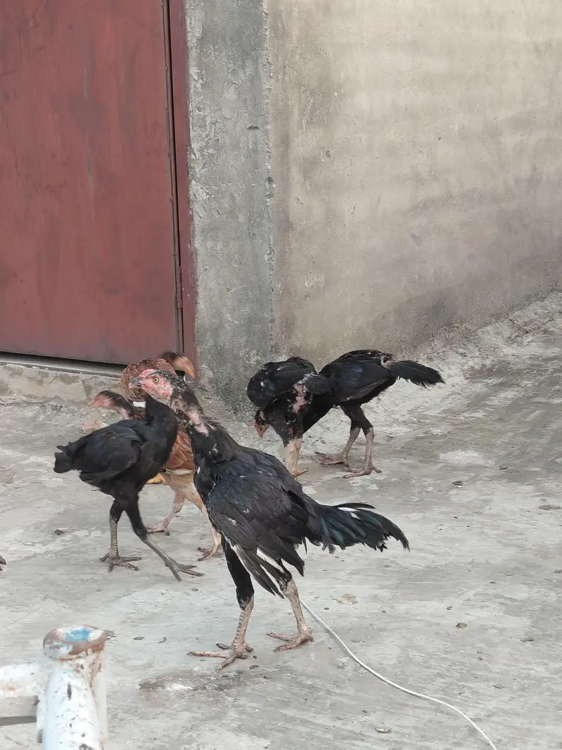 Aseel Mianwali — photo 7
