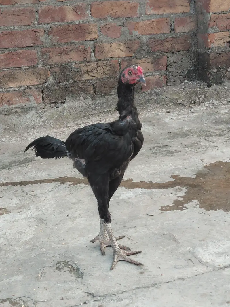 Aseel Mianwali — photo 8