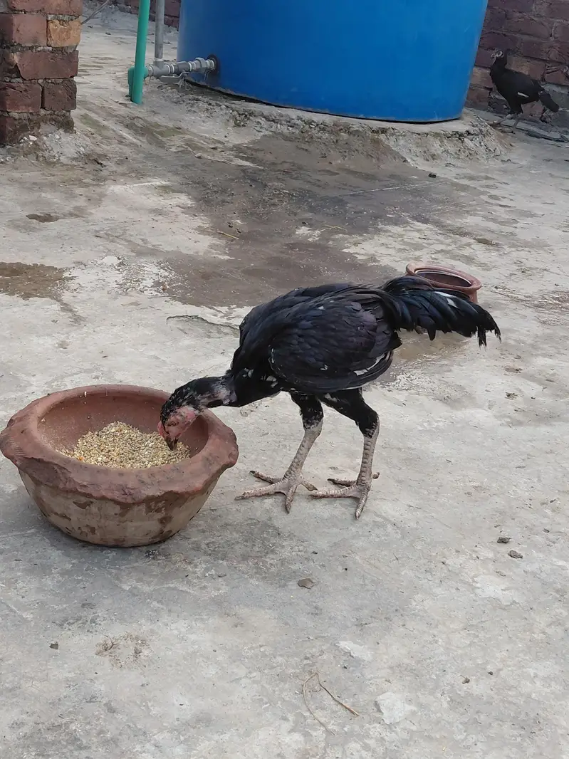 Aseel Mianwali — photo 9