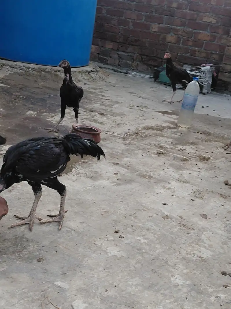 Aseel Mianwali — photo 10