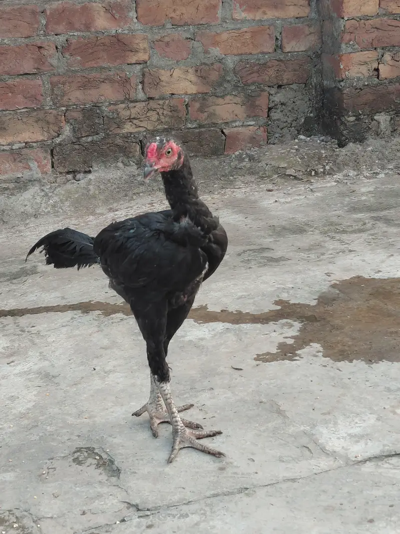 Aseel Mianwali — photo 11