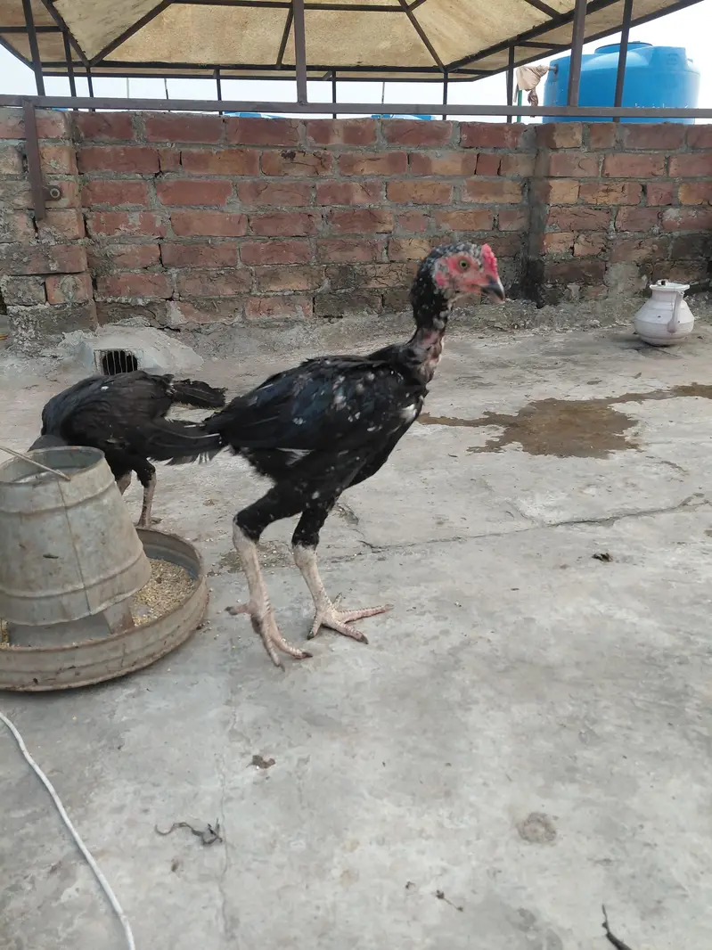 Aseel Mianwali — photo 12