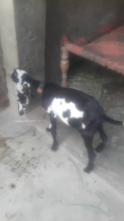 Amritsari Beetal Bakra Breeder Quality WhatsApp 03494630682