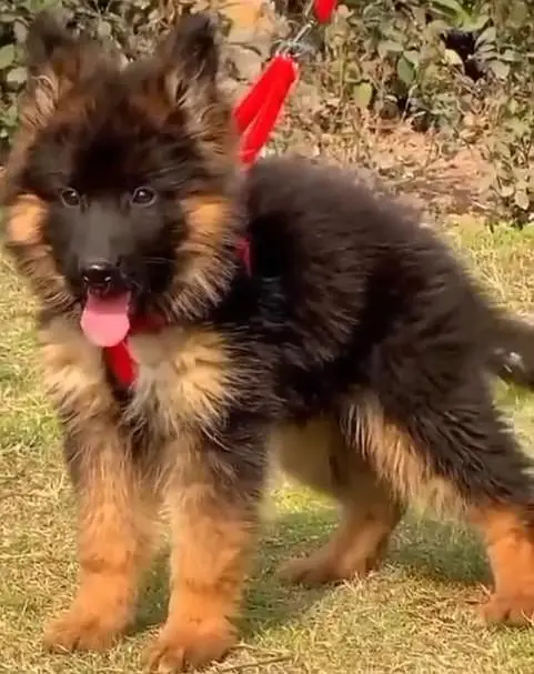 German Shepherd Puppies – Heavy Bone & Long Coat | Male & Female — photo 3